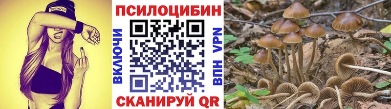 закладка  Называевск  Псилоцибиновые грибы Cubensis 